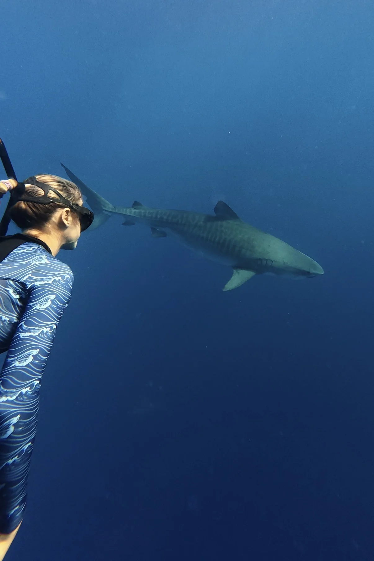 Freediving with Ocean Ramsey and a tiger shark off Oahu's North Shore