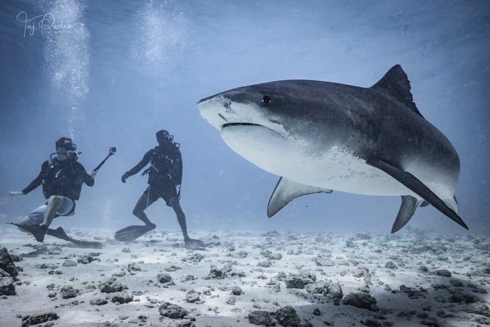 Is it Safe to Dive with Tiger Sharks?