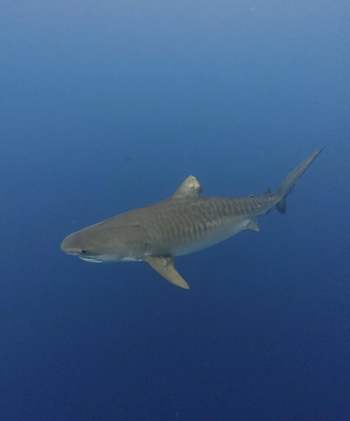 Tiger shark off the North Shore of Hawaii