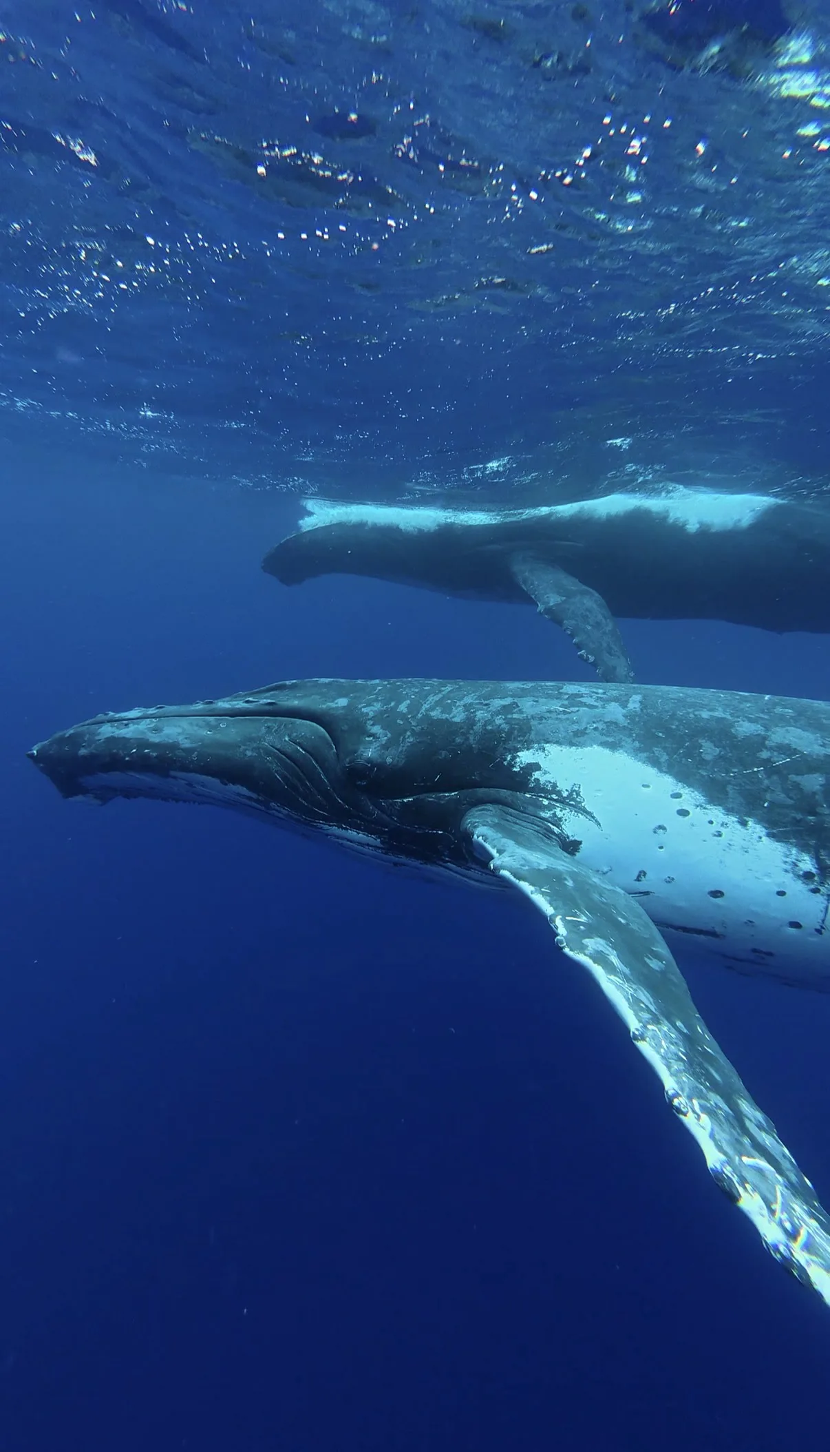 Swimming With Humpback Whales in Tonga