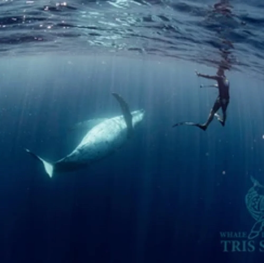 Swimming with humpback whales in Tonga